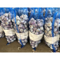 High quality fresh garlic 2021 new price elephant alho brasil,SURINAM